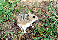 Cricetulus migratorius Pallas, 1773