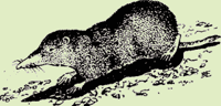 Crocidura suaveolens Pallas 1811
