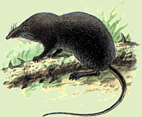 Sorex mirabilis Ognev 1937