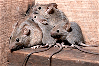 Mus musculus Linnaeus, 1758