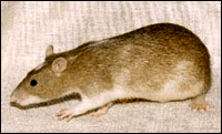 Rattus norvegicus Berkenhout, 1769