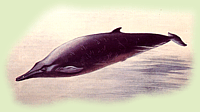 Ziphius cavirostris G.Cuvier, 1823