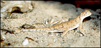 Phrynocephalus guttatus (Gmelin, 1789)