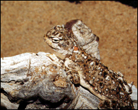 Phrynocephalus helioscopus (Pallas, 1771)