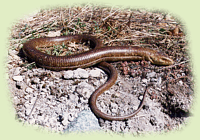 Pseudopus apodus (Pallas, 1775)