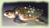 Caretta caretta (Linnaeus, 1758)