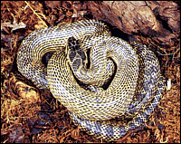 Elaphe quatuorlineata (Lacepede, 1789)