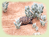 Testudo graeca Linnaeus, 1758