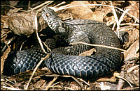 Vipera berus (Linnaeus, 1758)