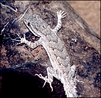 Cyrtopodion russowi (Strauch, 1887)